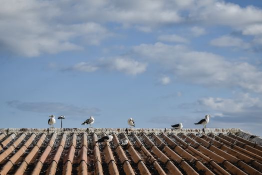 Car Rental Portugal for Bird Watching: Your Ultimate Guide