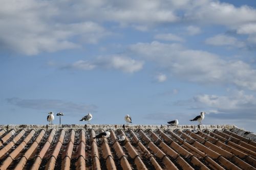 Free Seagulls perched on a tiled roof against a clear blue sky in Funchal, Madeira, Portugal. Stock Photo