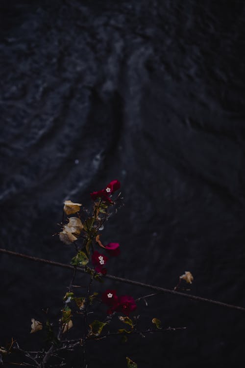 Fleur Rouge Et Jaune Sur Textile Noir