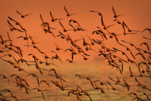 Volée D'oiseaux Volant Au Dessus Du Plan D'eau