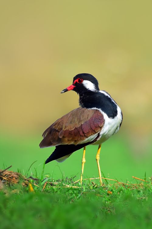 Free Red-wattled Lapwing standing on lush green grass with a blurred background in Bangladesh. Stock Photo