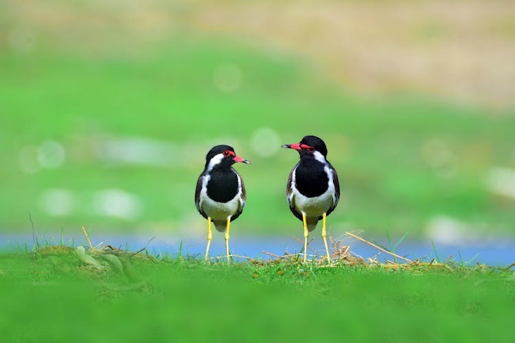 Close-Up Shot Of Black Wattles On A Grass