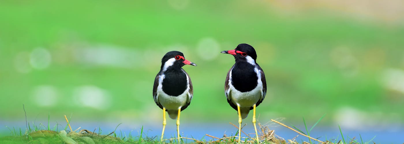 תמונת אילוסטרציה לשער פסיכולוגיה התייחסותית שער - פסיכולוגיה התייחסותית