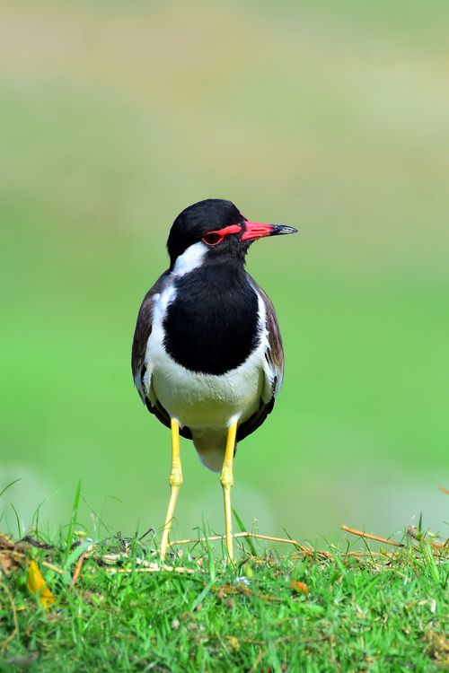 Free A stunning close-up of a Pied Lapwing in its natural habitat, highlighting its distinctive features. Stock Photo