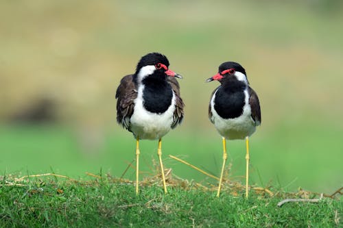 Kostnadsfri bild av charadriiformes, fågelfotografering, fåglar