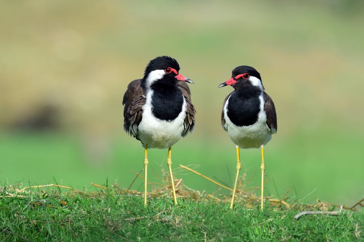 Close-Up Shot Of Black Wattles On A Grass