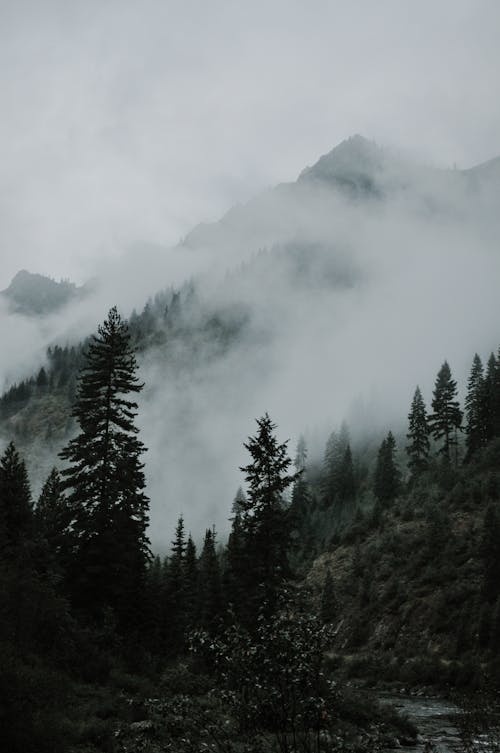 Foto d'estoc gratuïta de amb boira, arbres, bosc