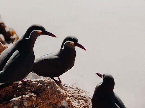 Close-Up Shot of Birds 