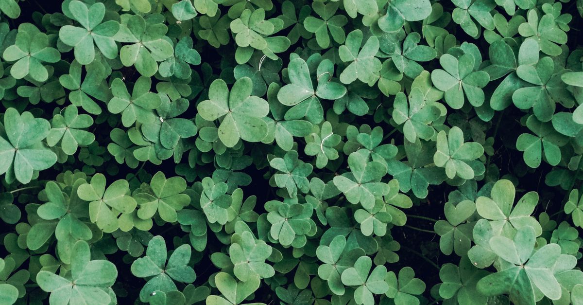 Dense clusters of lush green clover leaves representing good luck in a natural setting.