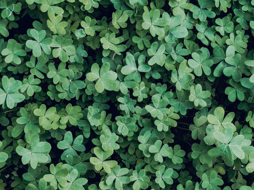 Dense clusters of lush green clover leaves representing good luck in a natural setting.