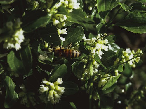 Ingyenes stockfotó abeja, abejas, beporoz növényt témában
