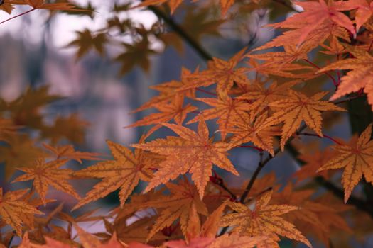 A detailed close-up of vivid autumn maple leaves showing intricate patterns and colors.