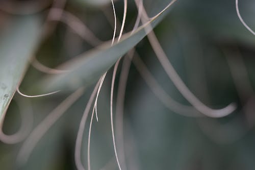 Closeup of thin fragile colorful tendrils near stem of fresh plant growing in nature
