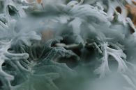 Closeup of fresh gray green leaves on stems of exotic cineraria plant growing in nature