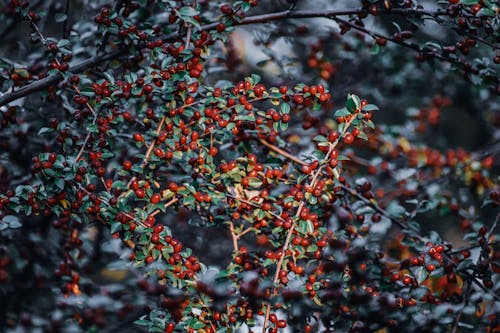 Branches of thick bush with red berries and green foliage growing in garden