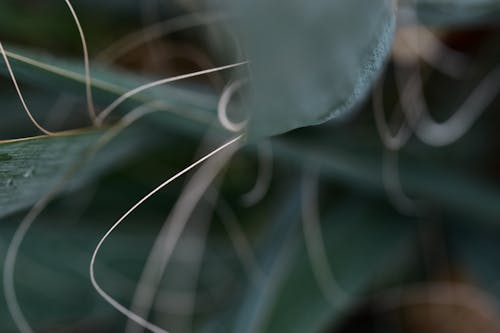 Free Closeup of abstract blurred green leaves with white stems of plant growing in garden Stock Photo