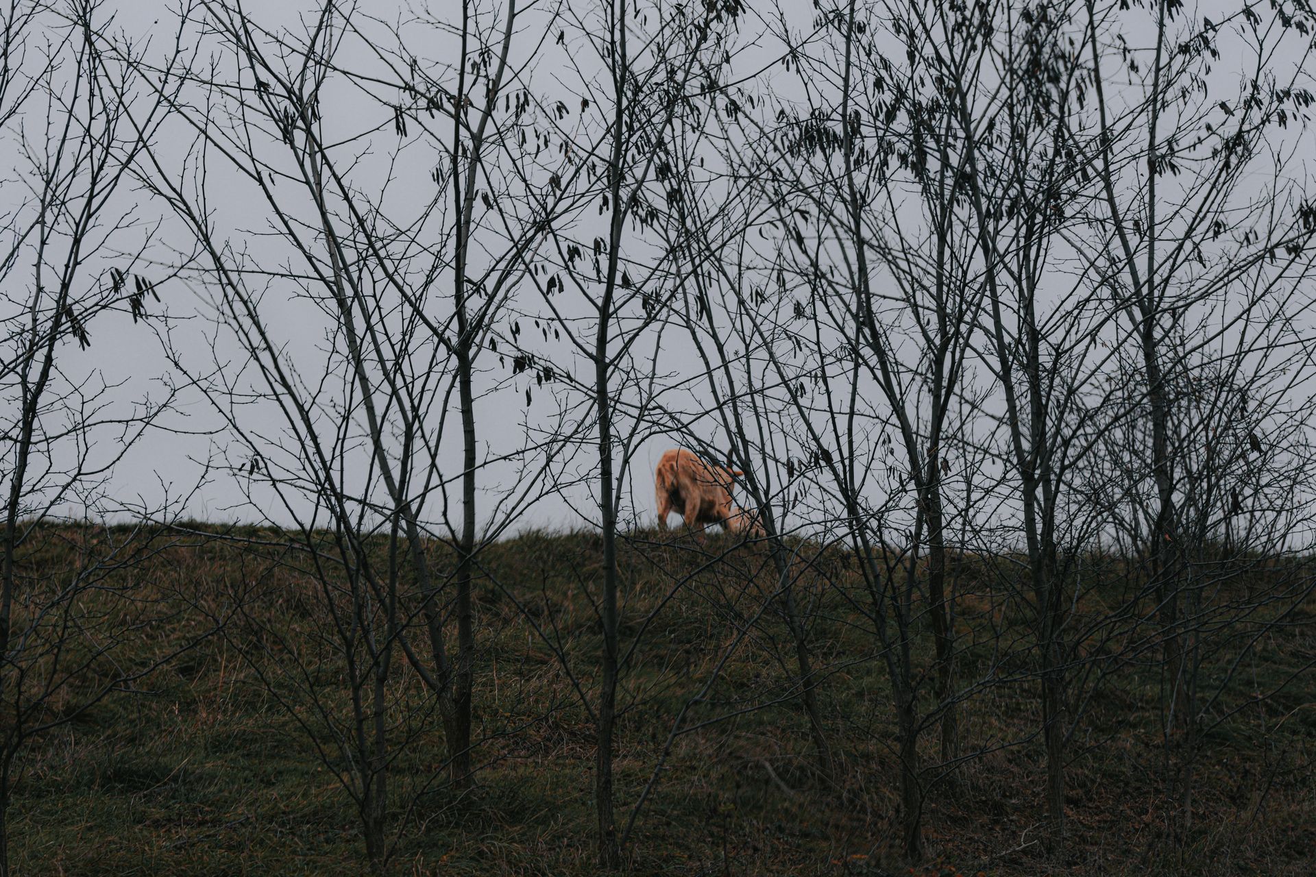 Mammal animal grazing in grassy field near leafless small trees with thin trunks in overcast weather