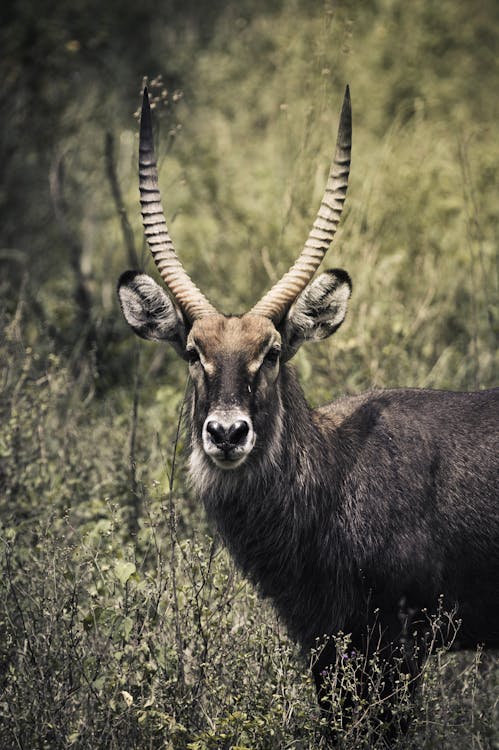 Close-Up Shot of a Waterbuck on a Grassy Field