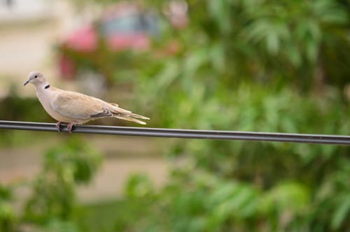 Free stock photo of birds, cable, dove