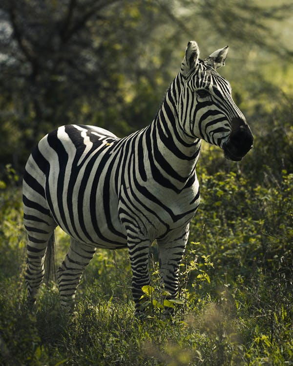 A Zebra Standing on a Grassy Field