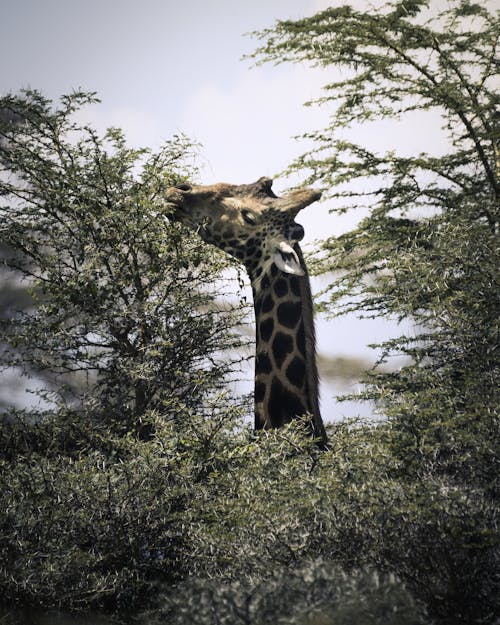 A Giraffe Eating Acacia Leaves