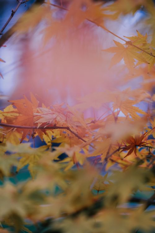 Free Yellow maple leaves growing on thin branches of tree growing in woodland on blurred background in autumn day in nature Stock Photo
