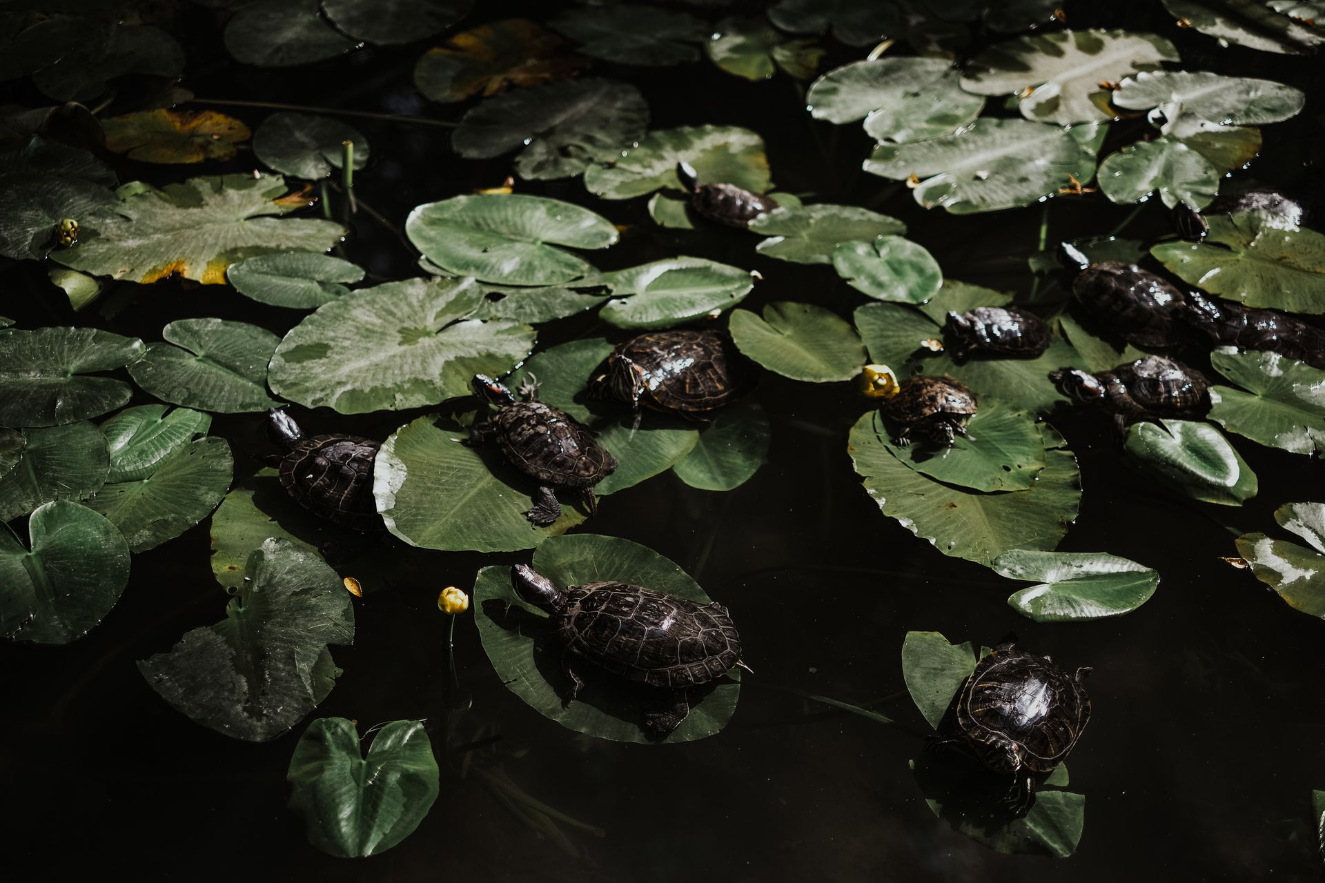 Multiple turtles relaxing on green lily pads in a calm outdoor pond setting.