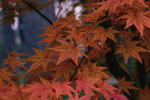 A detailed view of colorful maple leaves in autumn, highlighting natural patterns.