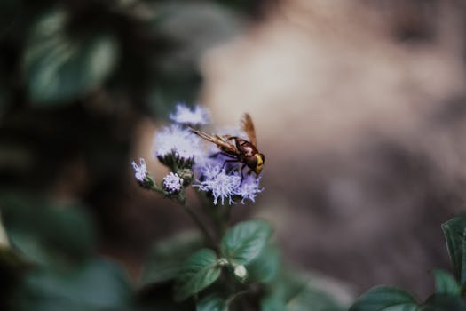 Close-up of a bee perched on delicate purple blossoms in a natural setting.