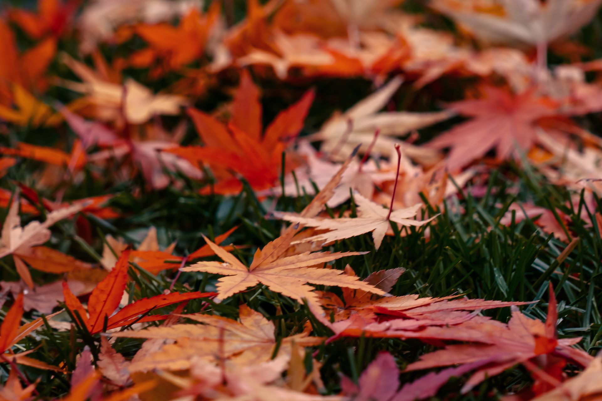 Close-up of colorful Japanese maple leaves scattered on grass in fall.