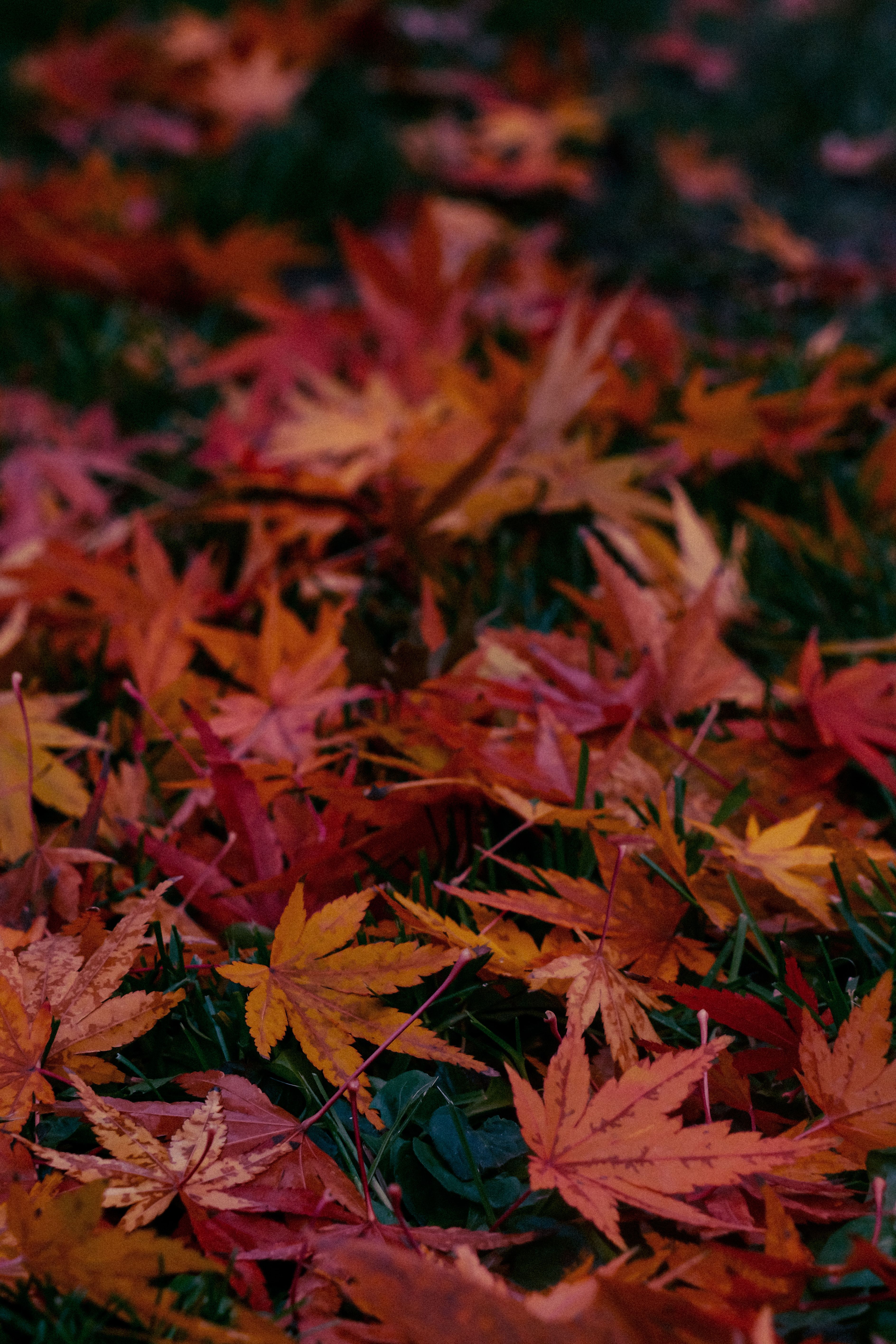 A close-up view of colorful autumn leaves scattered on the ground, showcasing the rich hues of fall.. pexels, close, view