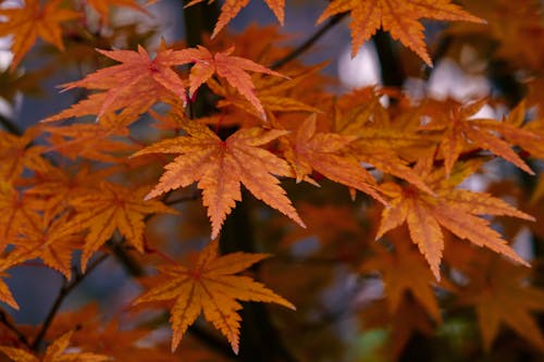 Close-Up Shot of Maple Leaves