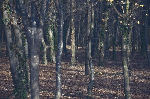 Základová fotografie zdarma na téma kmeny stromů, les, příroda