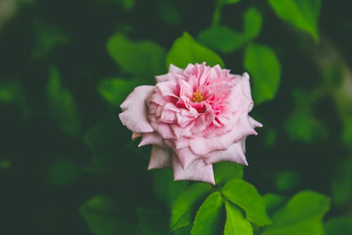 Close-Up Shot of Pink Rose in Bloom