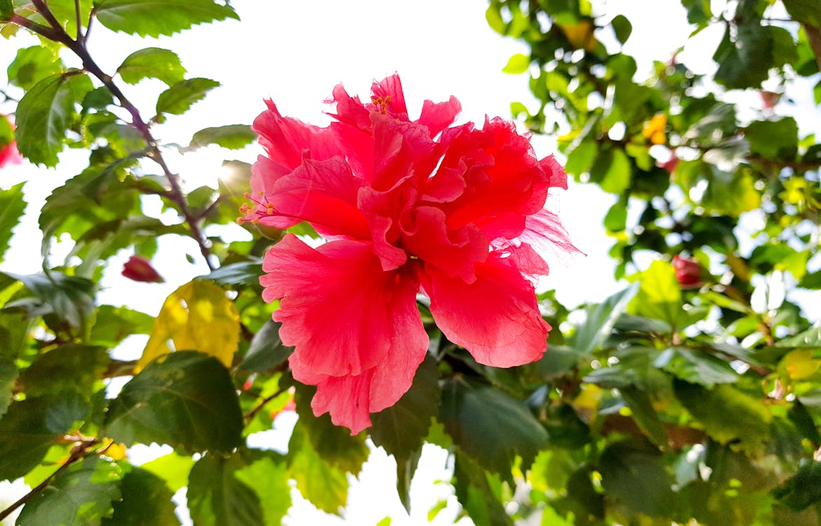 Free stock photo of flower, garden flower, hibiscus