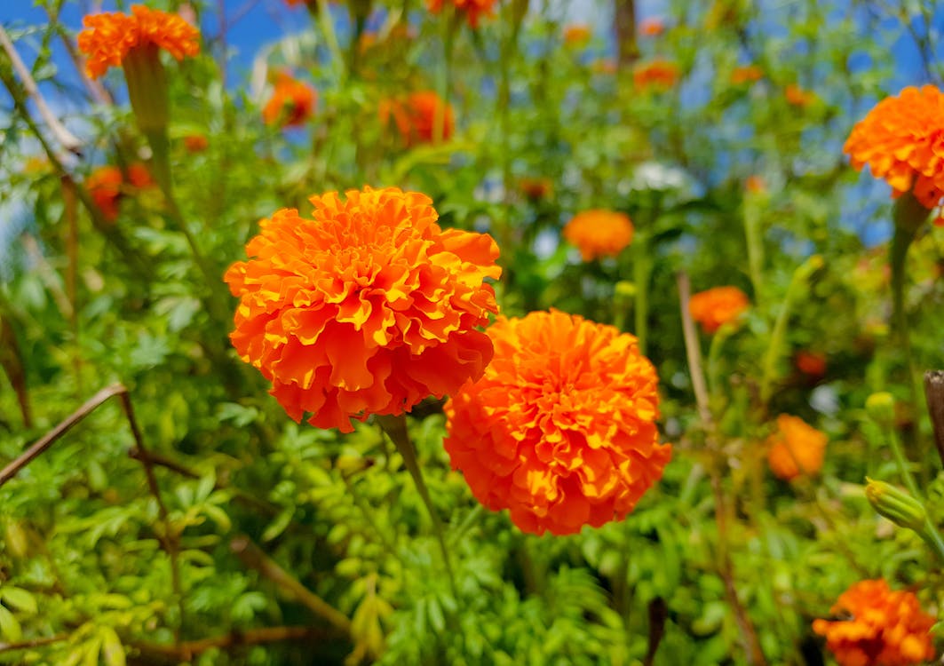 花, 花園, 萬壽菊 的 免费素材图片