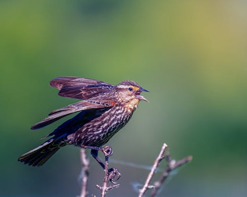 Little starling tweeting on dry herb in nature