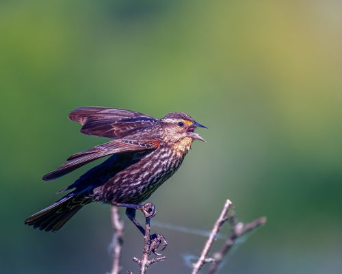 Free Small wild stirling with brown feathers resting and tweeting on dry herb on blurred background of green nature Stock Photo