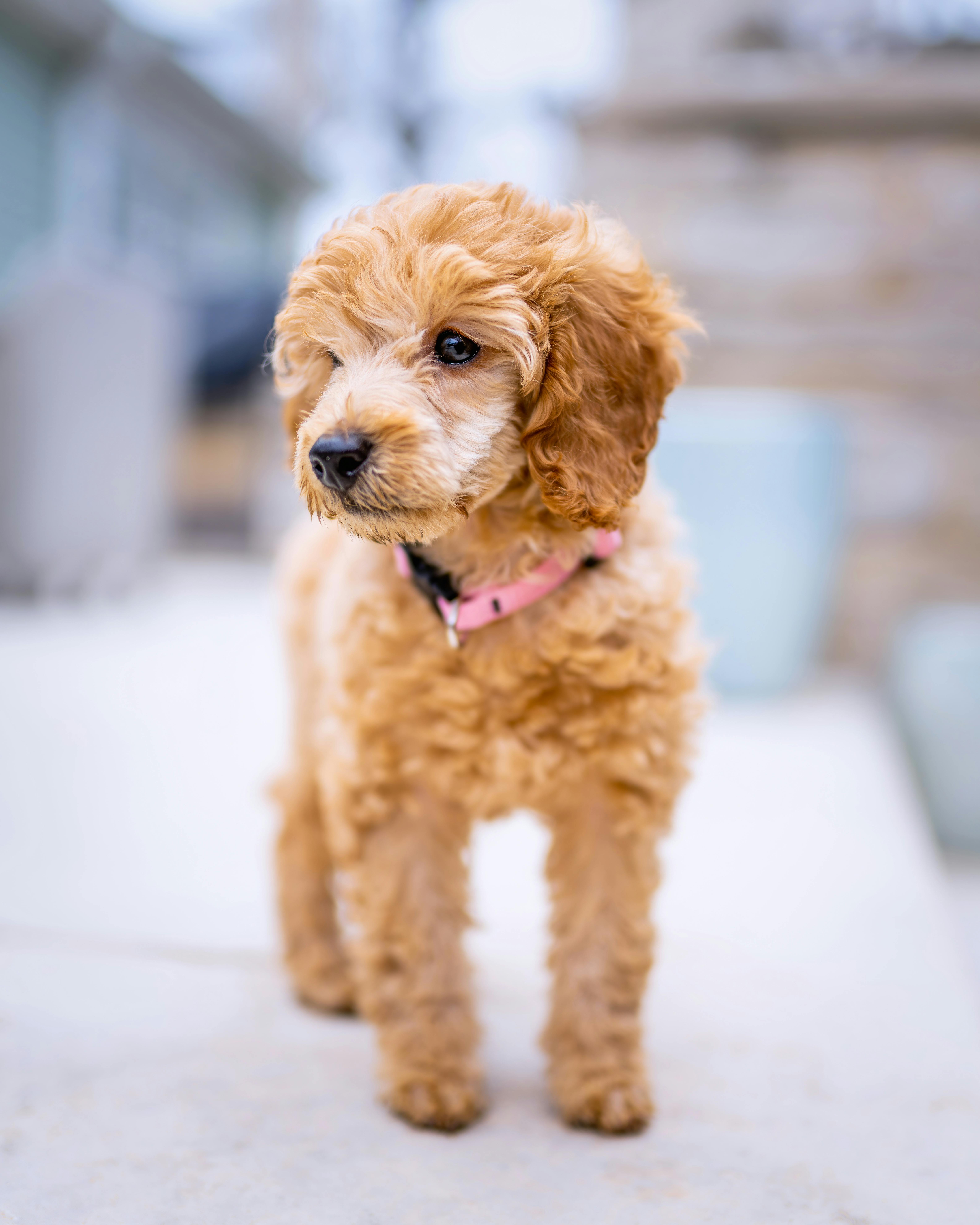 Fluffy cute poodle with soft ears · Mini Cockapoo Puppies