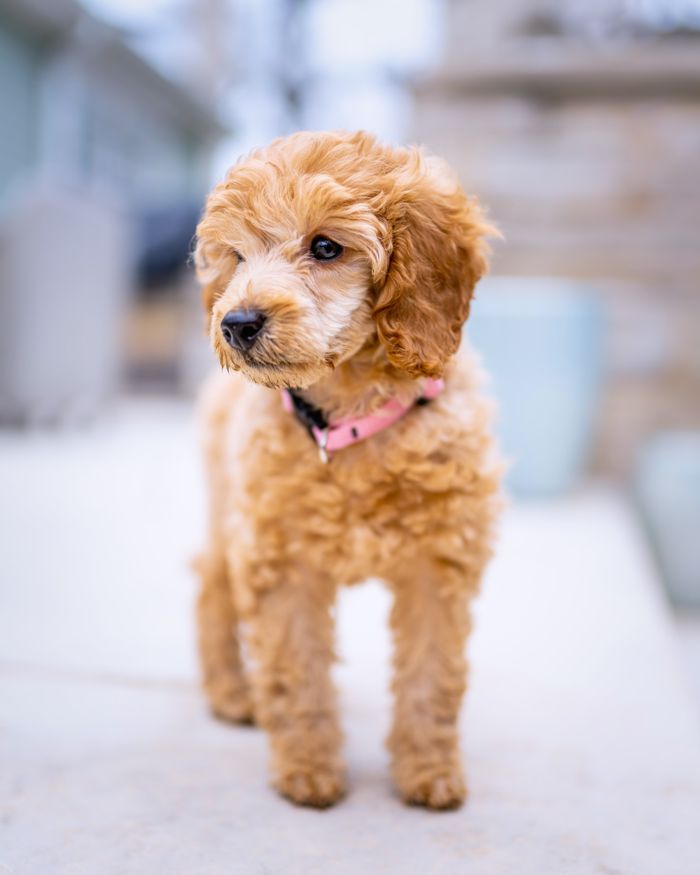 Fluffy apricot poodle puppy standing outdoors after grooming