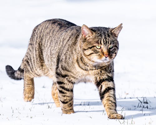 Fluffy European wildcat with stripes hunting in snowy field in cold weather in winter