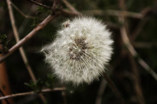 Close Up Photography of White Dandelion