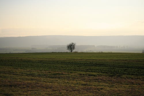 Kostenloses Stock Foto zu baum, feld, gras