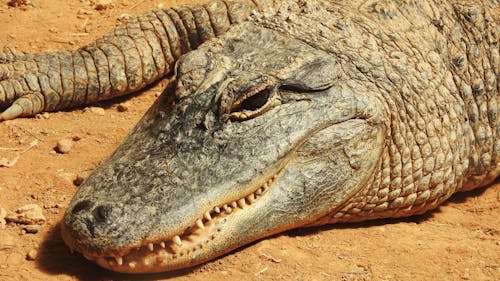 Free Close-Up Shot of a Crocodile Stock Photo