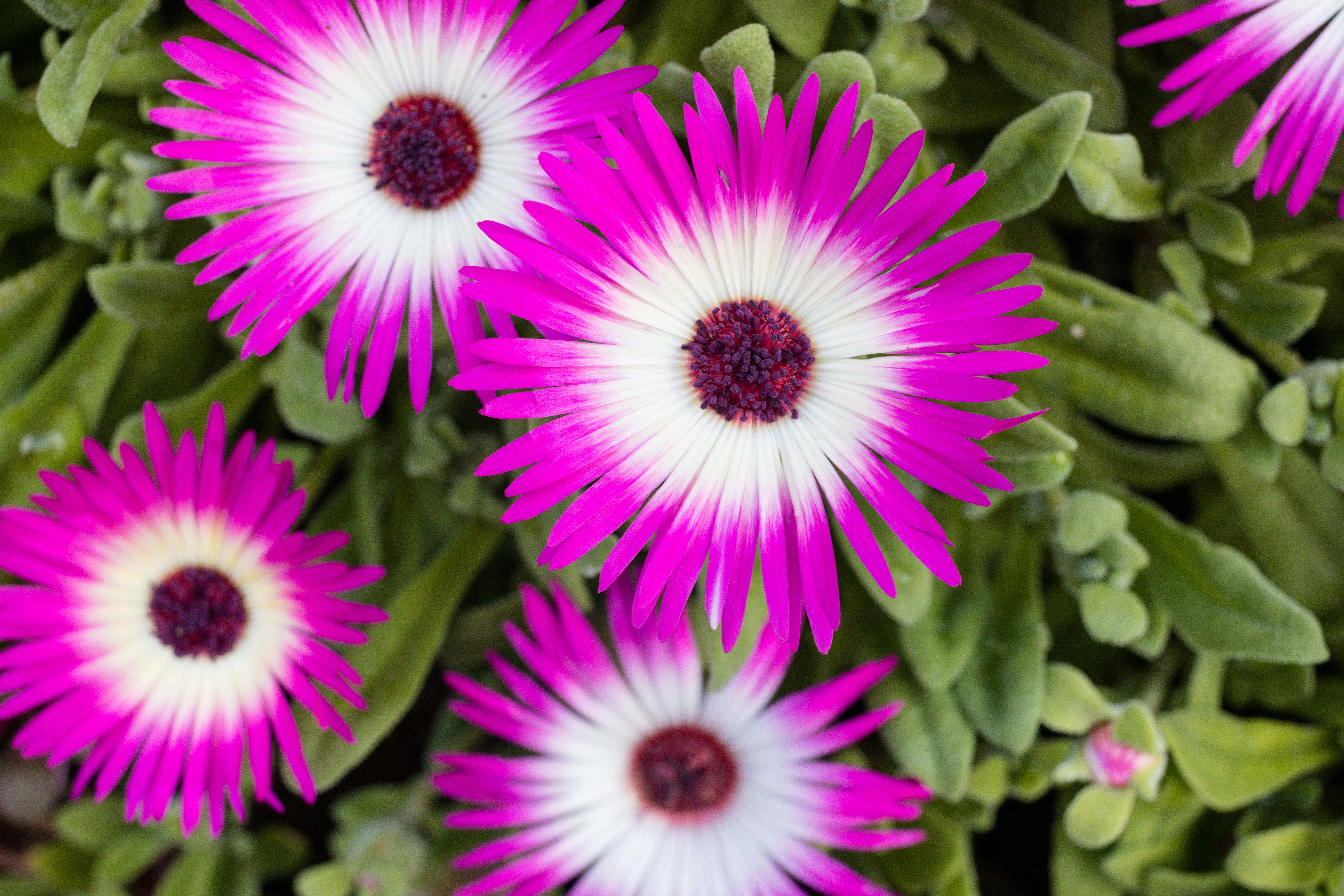 Livingstone Daisies Photos, Download The BEST Free Livingstone Daisies