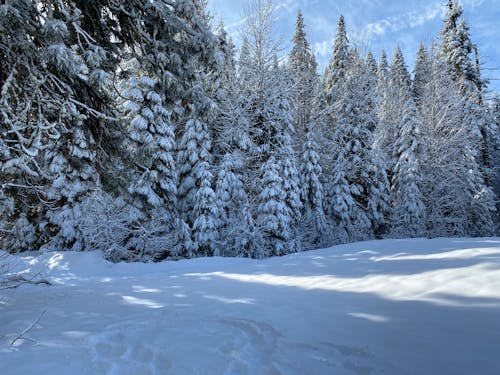 bezplatná Základová fotografie zdarma na téma borovice, krajina, led Základová fotografie