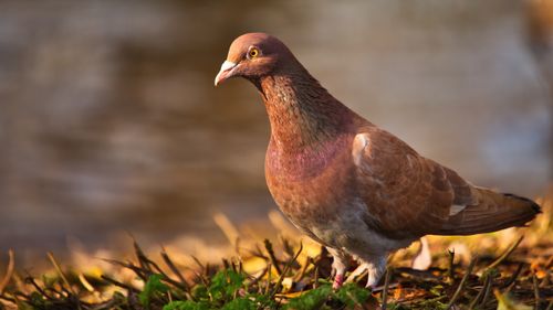 Free A close-up photo of a pigeon standing on grass with a blurred background, perfect for wildlife themes. Stock Photo