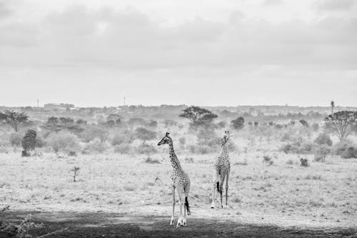 Kostnadsfria Kostnadsfri bild av giraff, landskap, natur Stock foto