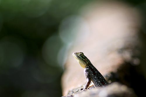 Free Close-Up Shot of a Gecko Stock Photo