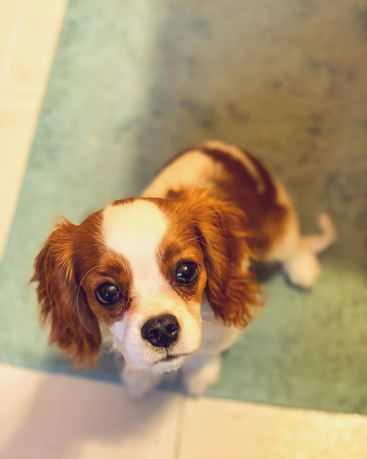 Most affectionate small dogs hotsell